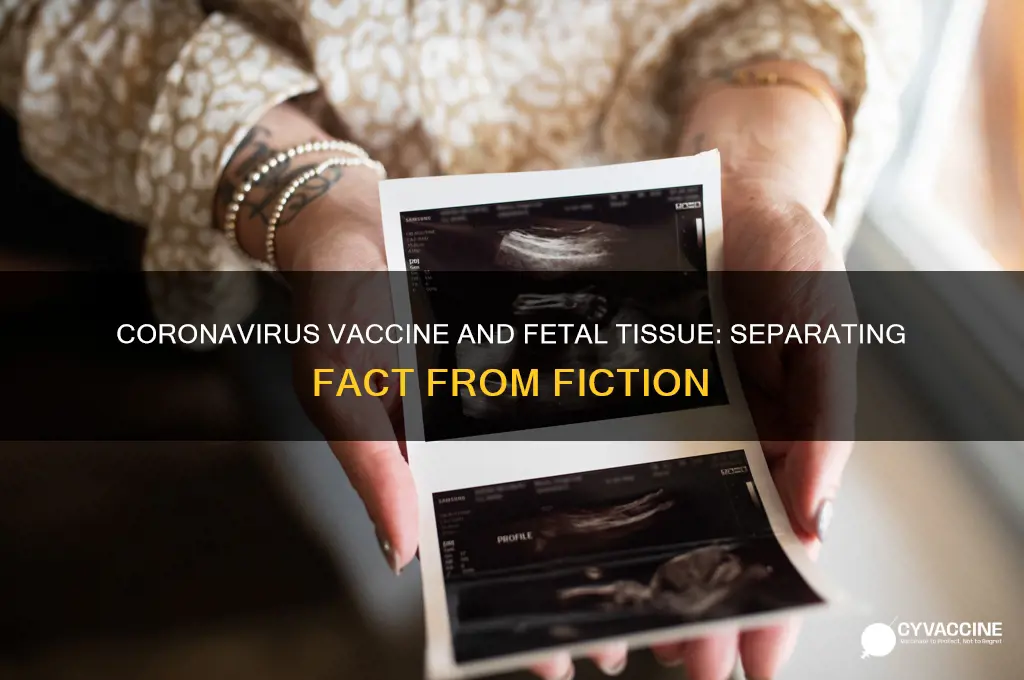 does coronavirus vaccine contain fetal tissue
