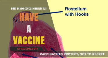 Echinococcus Granulosus Vaccine: Current Status and Future Prospects