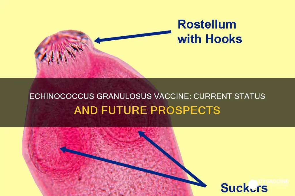 does echinococcus granulosus have a vaccine