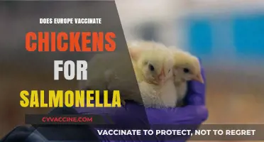 Europe's Chicken Salmonella Vaccination Practices: What You Need to Know