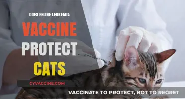 Feline Leukemia Vaccine: Does It Effectively Protect Cats?