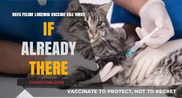 Feline Leukemia Vaccine: Can It Cure Infected Cats?