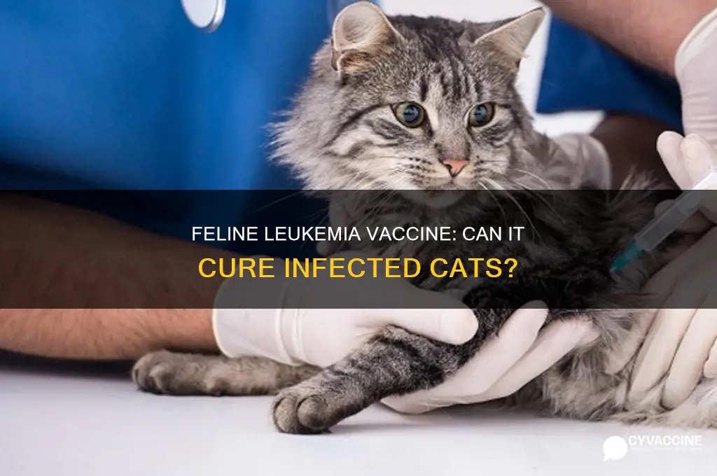 does feline lukemia vaccine kill virus if already there