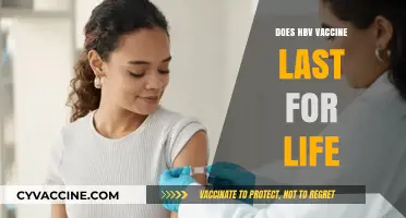 Does the HBV Vaccine Provide Lifelong Immunity? What You Need to Know