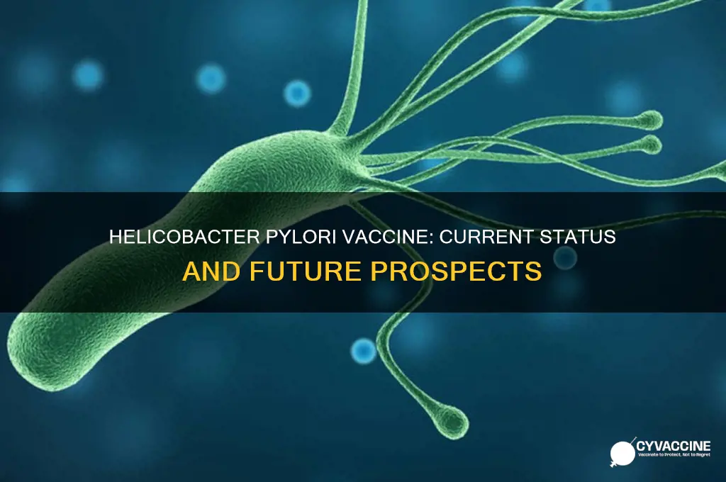 does helicobacter pylori have a vaccine