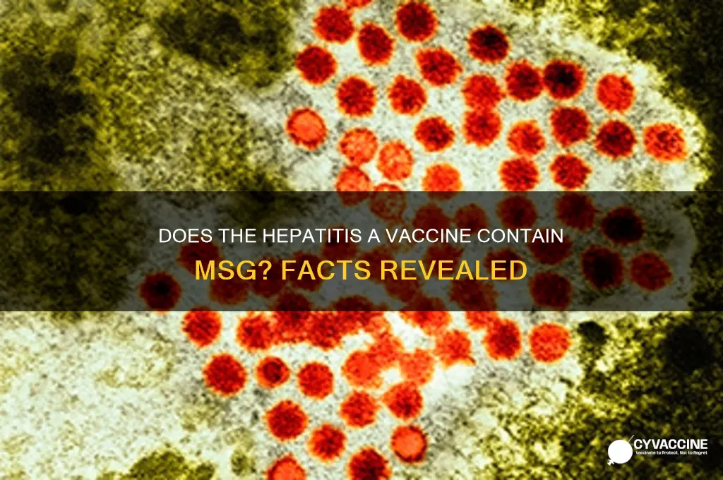 does hep a vaccine contain msg