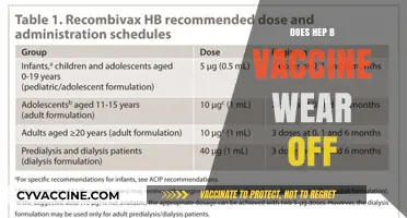 Does Hep B Vaccine Wear Off? Longevity and Booster Needs Explained