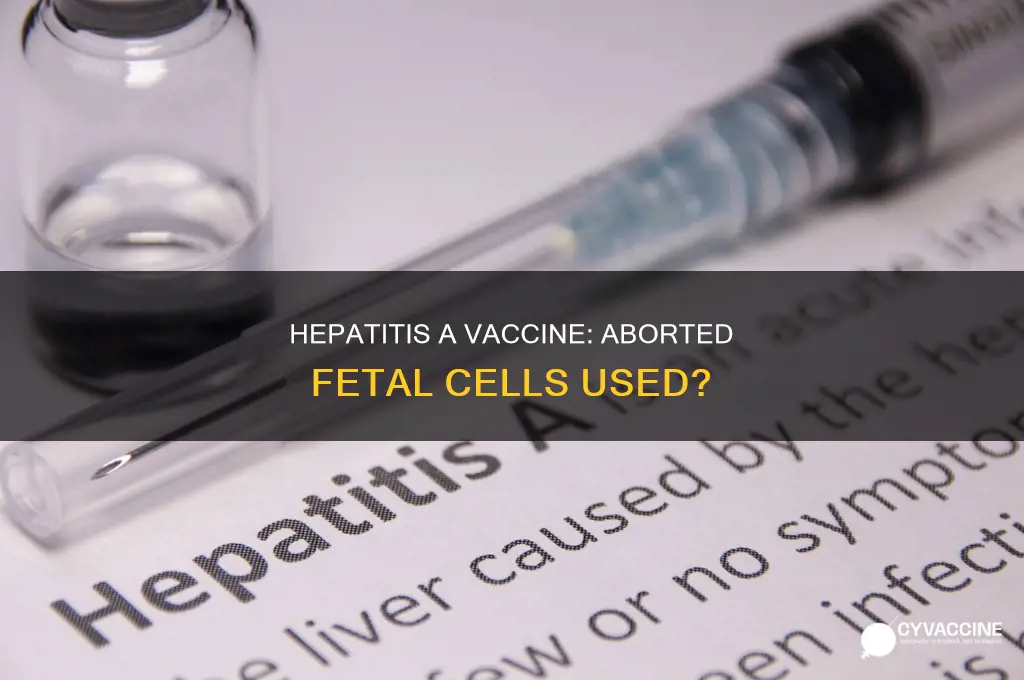 does hepatitis a vaccine contain aborted fetal cells