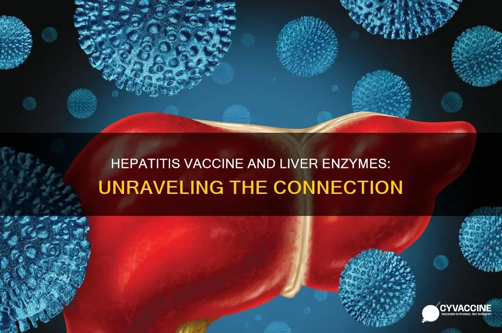 does hepatitis vaccine affect liver enzymes