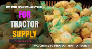 Hoover Hatchery Chicks: Vaccinated for Tractor Supply?