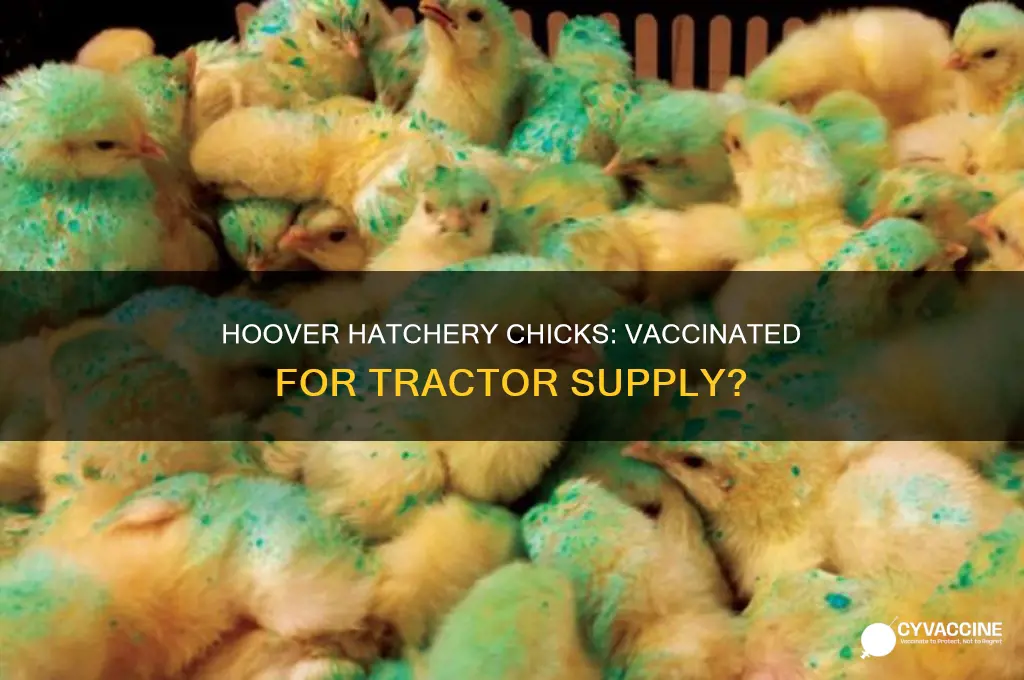 does hoover hatchery vaccinate chicks for tractor supply