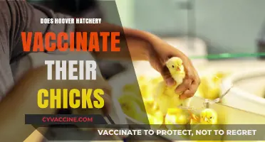 Hoover Hatchery's Chick Vaccination Practices: What You Need to Know