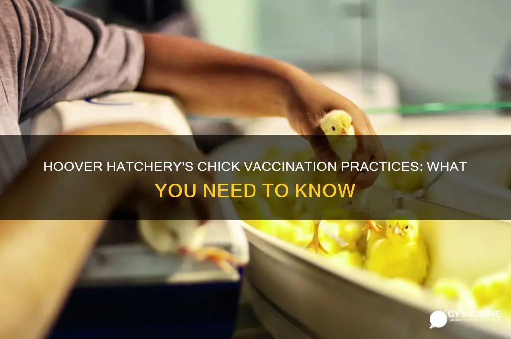 does hoover hatchery vaccinate their chicks