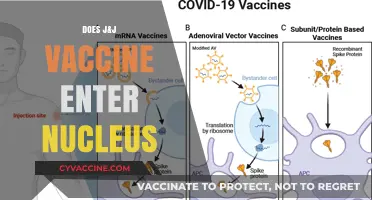 Does the J&J Vaccine Enter the Nucleus? Facts and Science Explained
