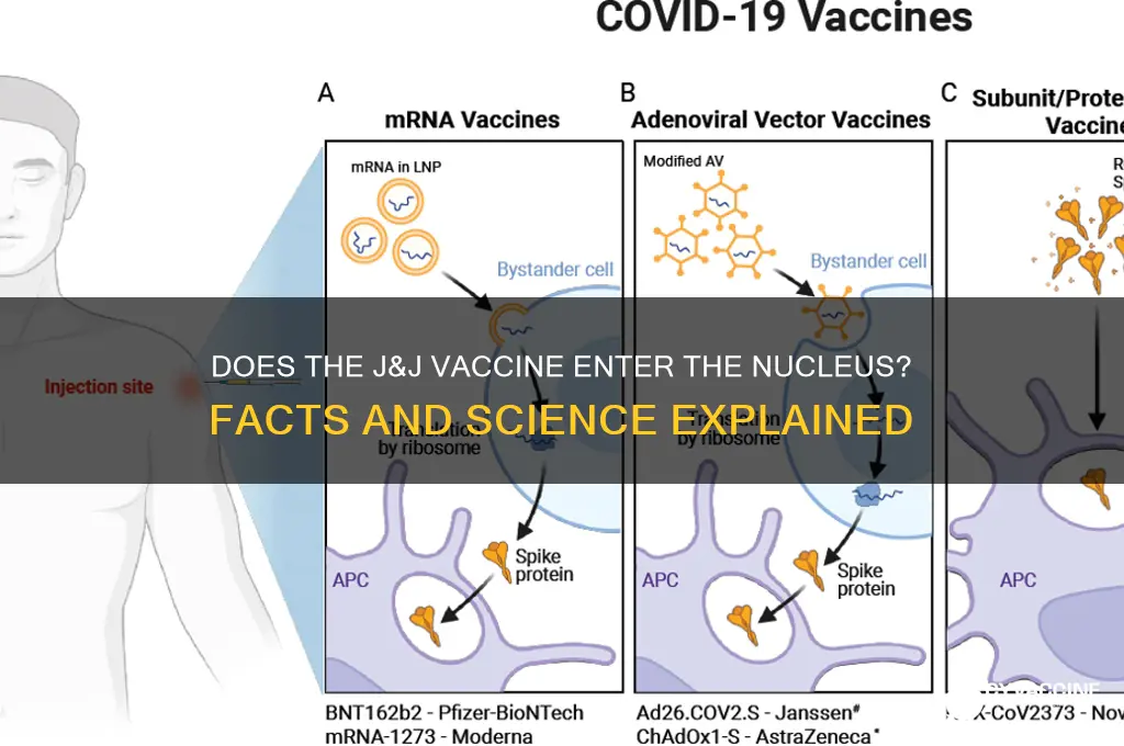 does j&j vaccine enter nucleus