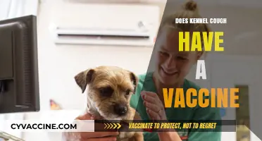Kennel Cough Vaccine: Protection, Prevention, and Pet Health Essentials