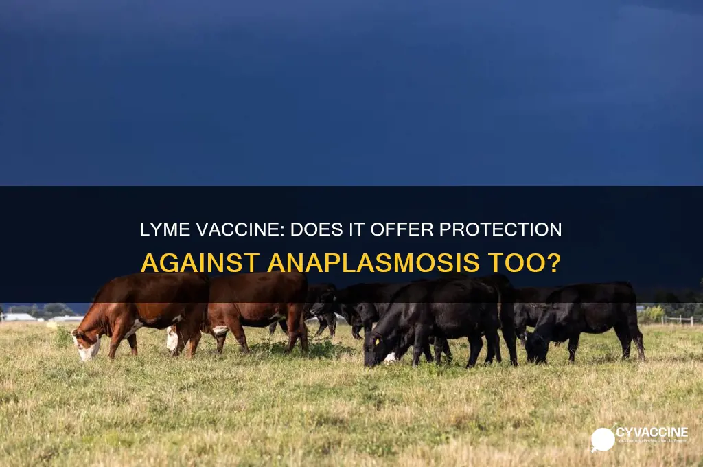 does lymes vaccine protect against anaplasmosis