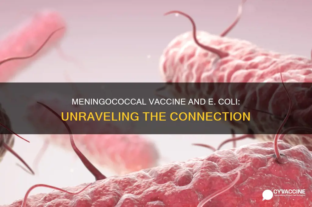 does meningococcal vaccine has e coli