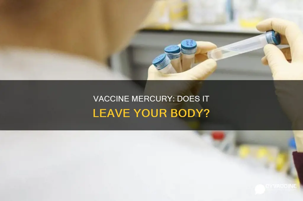 does mercury from vaccines stay in your body forever