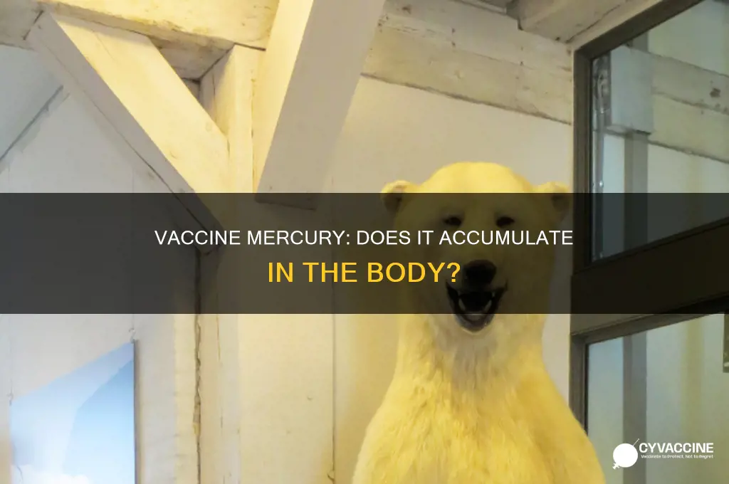 does mercury in vaccines buikx ul in thd body