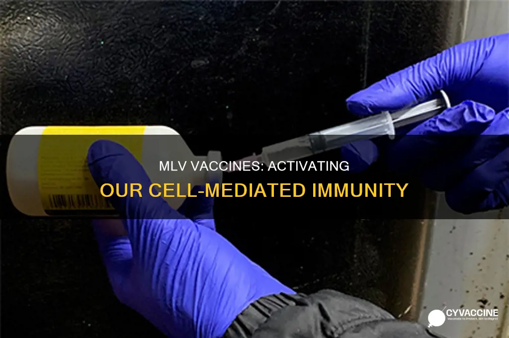 does mlv vaccine stimulate the cell mediated immunity