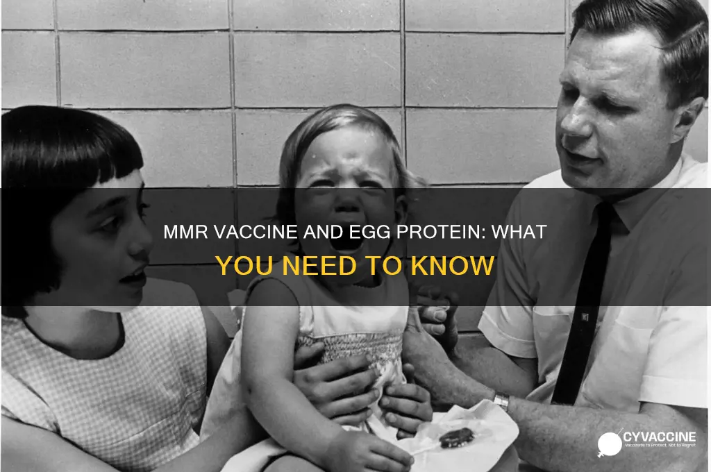 does mmr vaccine contain egg protein