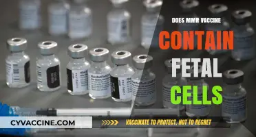 MMR Vaccine and Fetal Cells: Separating Fact from Fiction