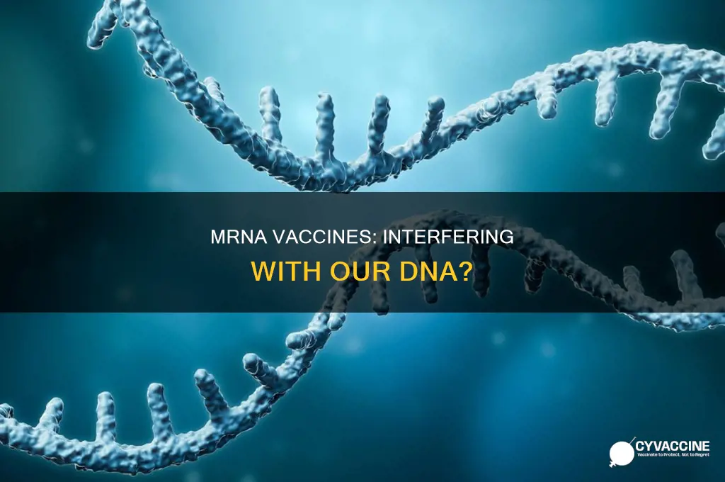 does mrna vaccination interfere with your formation of new dna