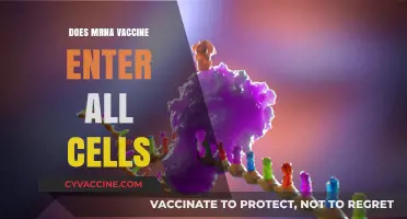 Does mRNA Vaccine Enter All Cells? Unraveling the Science Behind It