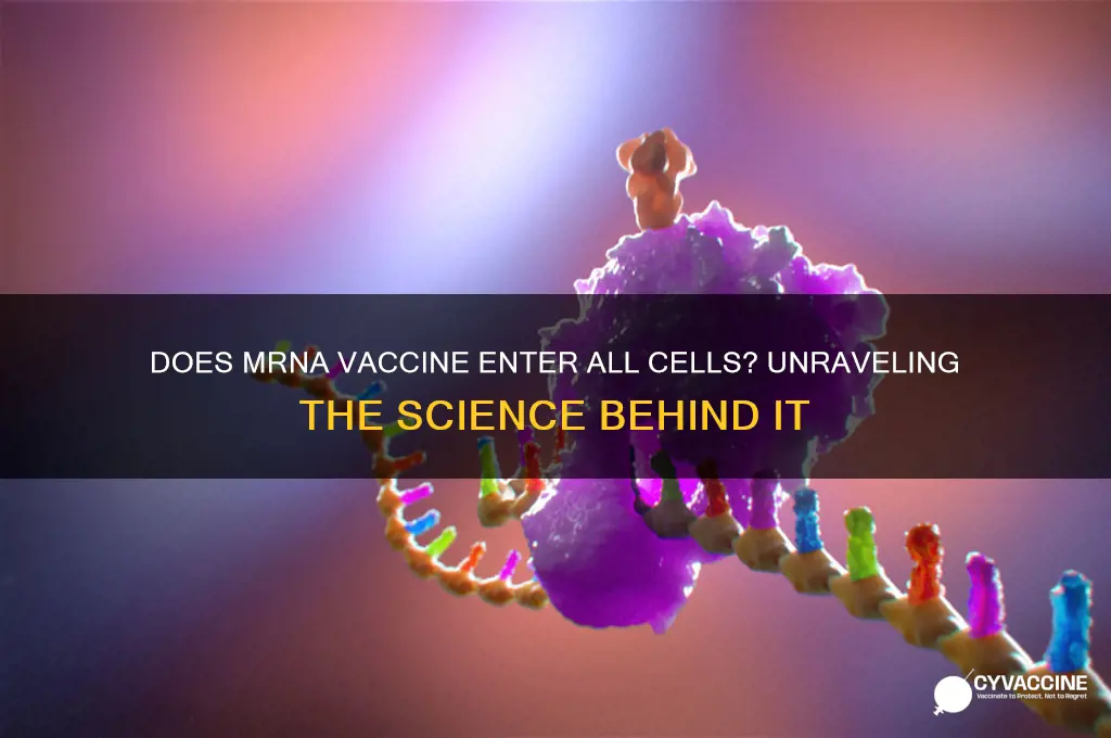 does mrna vaccine enter all cells