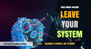 How Long Does the mRNA Vaccine Stay in Your System?