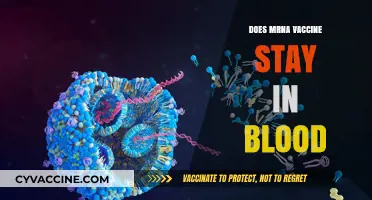 Does mRNA Vaccine Remain in Bloodstream? Unraveling the Science and Facts