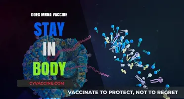 How Long Does mRNA Vaccine Remain in Your Body?