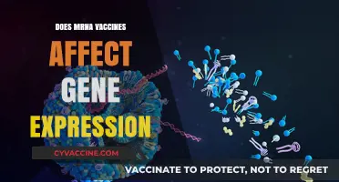 Do mRNA Vaccines Influence Gene Expression? Unraveling the Science