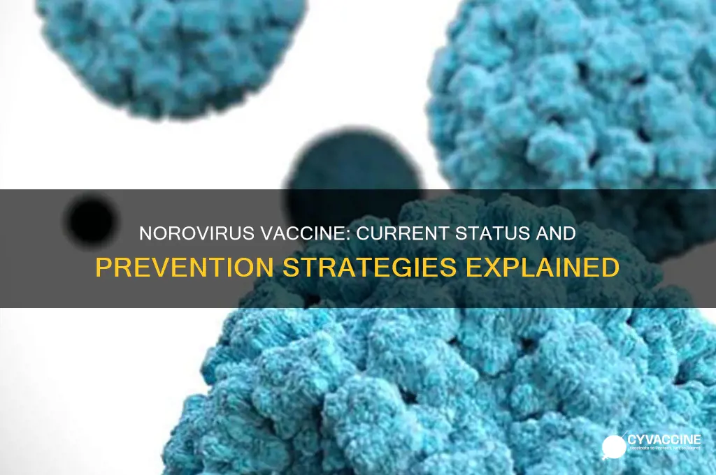 does norovirus have a preventative vaccine