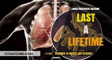 Does the Pertussis Vaccine Provide Lifelong Immunity? What You Need to Know