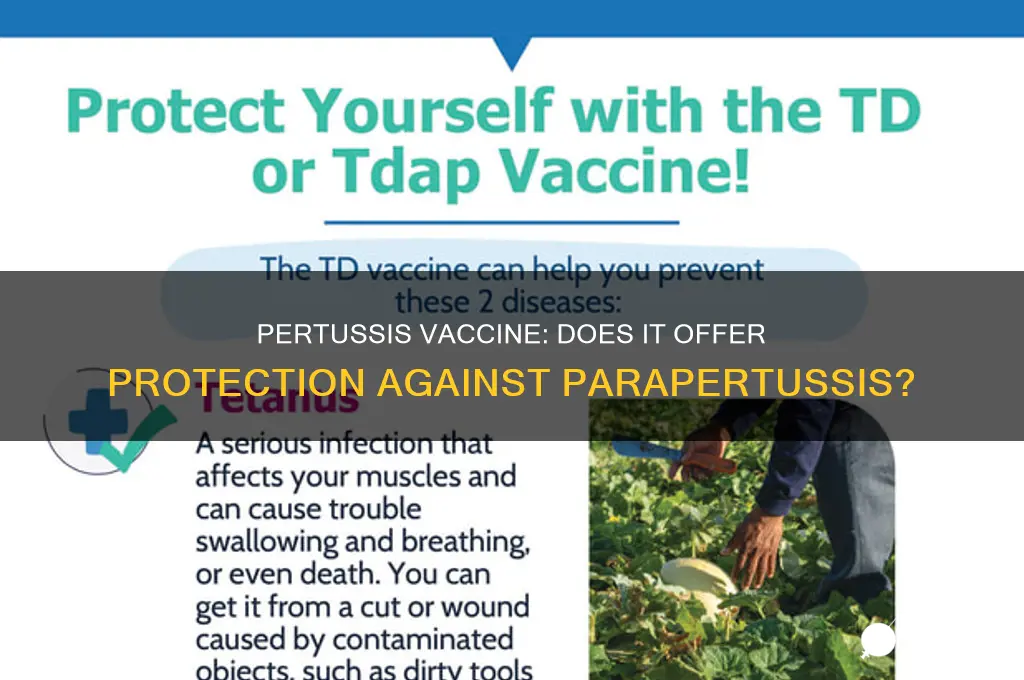 does pertussis vaccine protect against parapertussis