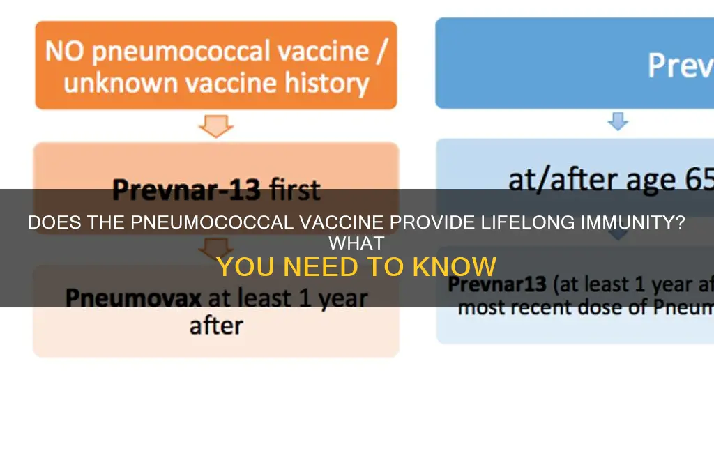 does pneumococcal vaccine last lifte time