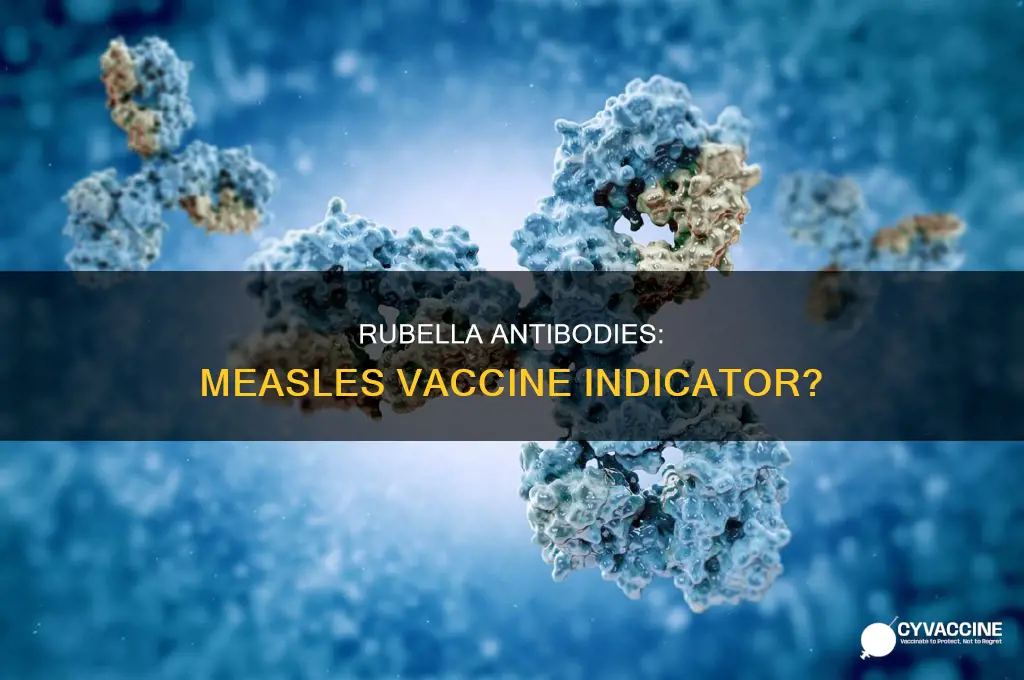 does presence of rubella antibodies idicate measels vaccine