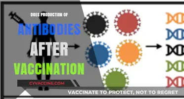 Understanding Antibody Production: How Vaccines Trigger Immune Responses