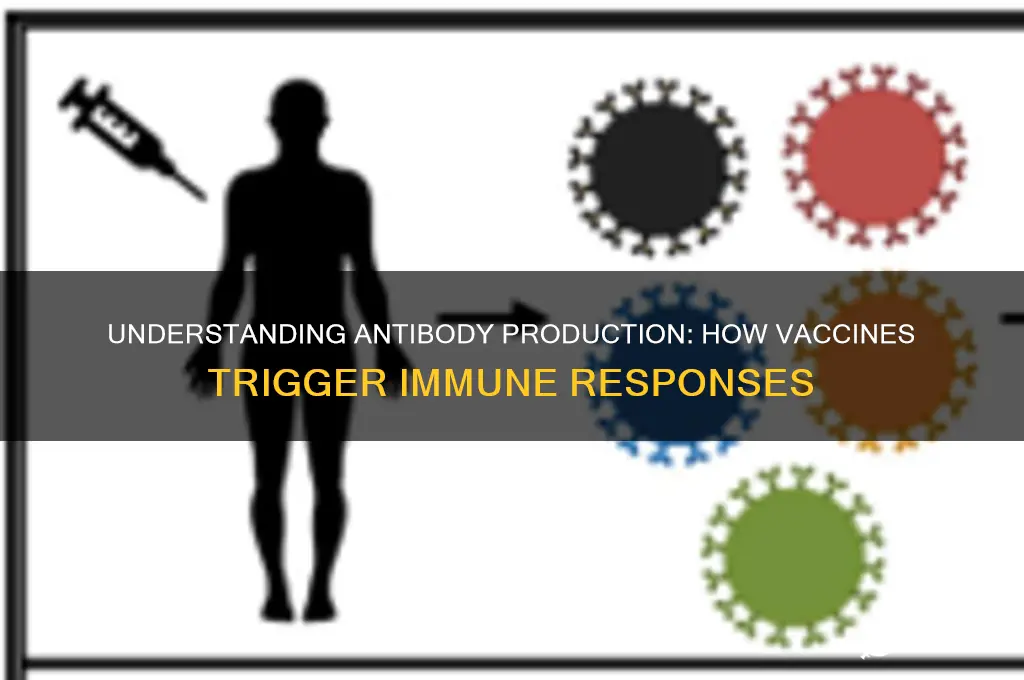 does production of antibodies after vaccination