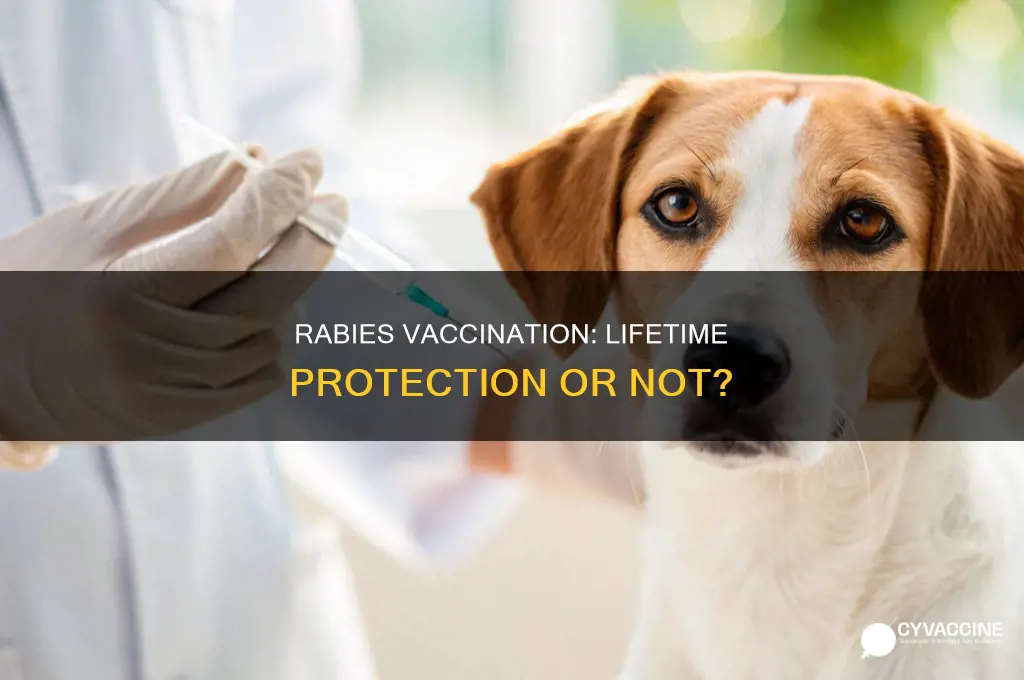 does rabbies vaccination protect from rabies for lifetime