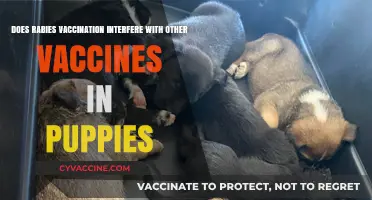 Rabies Vaccine: Safe with Other Puppy Vaccines?