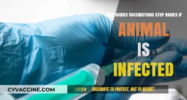 Rabies Vaccinations: Can They Cure Infected Animals?