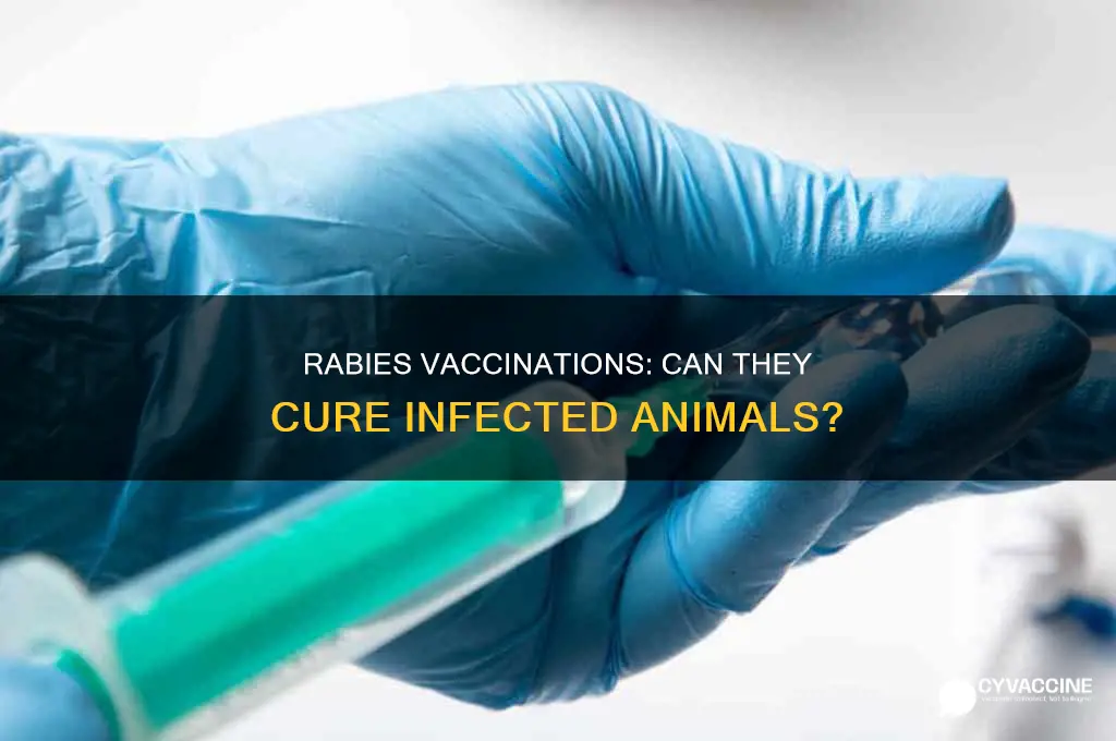 does rabies vaccinations stop rabies if animal is infected