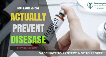 Does the Rabies Vaccine Truly Prevent the Disease? Facts Revealed