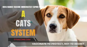 Rabies Vaccine: How Long Does it Last in Cats?
