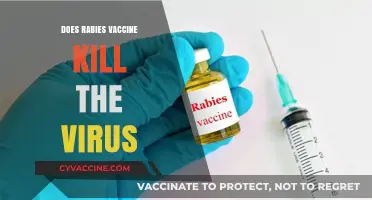 Does Rabies Vaccine Kill the Virus? Unraveling the Science Behind It