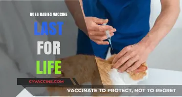 Rabies Vaccine Lifespan: Does Protection Truly Last a Lifetime?