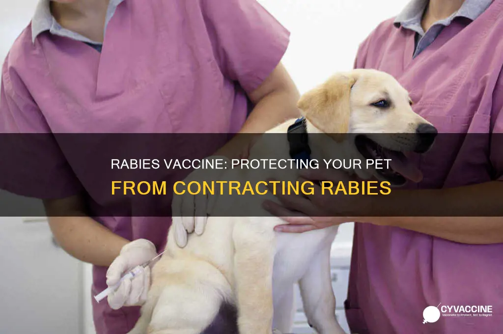 does rabies vaccine stop your pet from contracting